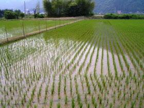 稲の植わった田の写真