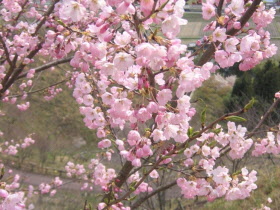 桜華園さくらの写真