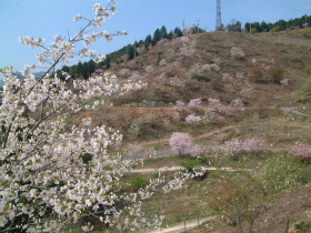 桜華園の写真