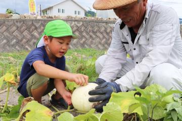 8月10日 銀馬車かぼちゃプロジェクト 白皮カボチャの収穫の写真2
