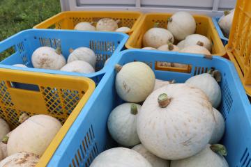 8月10日 銀馬車かぼちゃプロジェクト 白皮カボチャの収穫の写真4