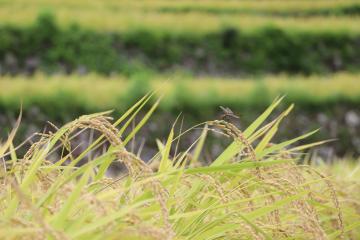 9月3日 稲刈りシーズン到来の写真