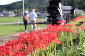 9月22日 新野の水車と彼岸花の写真