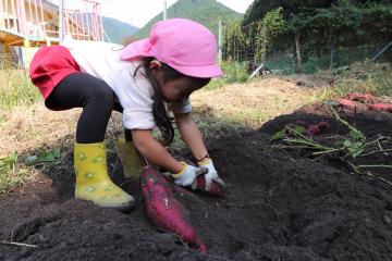 10月19日 越知谷幼稚園 サツマイモ掘りの写真2