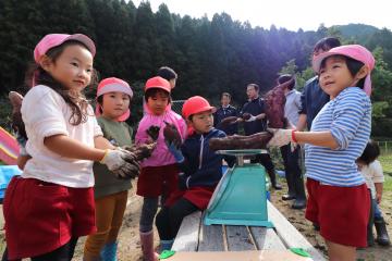10月19日 越知谷幼稚園 サツマイモ掘りの写真4