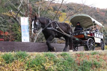 11月24日・25日 道の駅「銀の馬車道・神河」オープン1周年記念イベント『収穫祭』の写真1