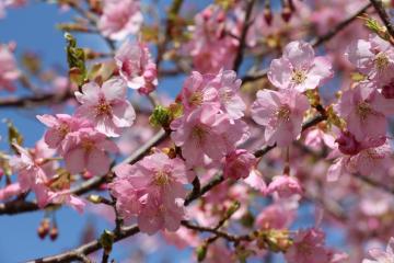 かみかわ桜の山 桜華園の桜の写真