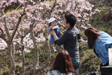 4月6日・7日 かみかわ桜の山 桜華園『さくらまつり』の写真2