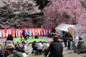 4月6日・7日 かみかわ桜の山 桜華園『さくらまつり』の写真4