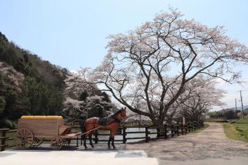 神河町内で桜が満開の写真2