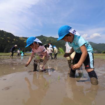 5月13日 神崎保育園 田植え体験の写真1