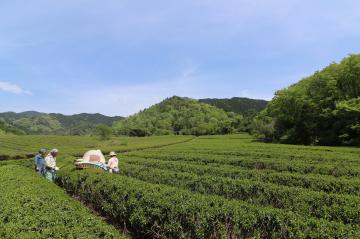 5月5日 茶摘み作業開始の写真