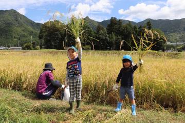9月12日 神崎保育園 稲刈り体験の写真2