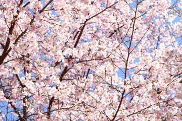 3月12日 かみかわ桜の山 桜華園 オープン前の写真
