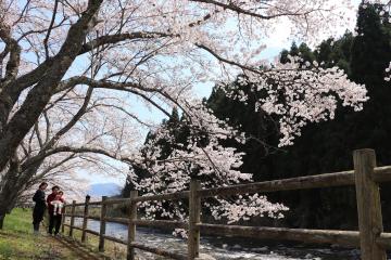 4月4日 神河町内で桜が満開の写真1