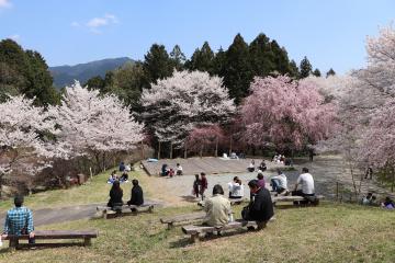 4月4日 神河町内で桜が満開の写真2