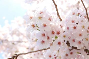4月4日 神河町内で桜が満開の写真4