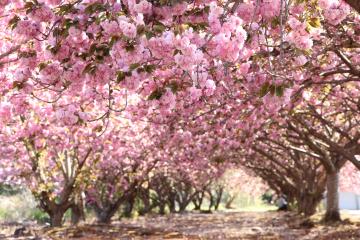 4月25日 加納の八重桜の写真1