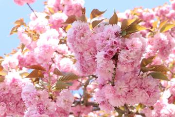 4月25日 加納の八重桜の写真2
