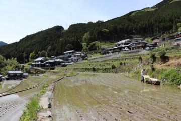 5月5日 奥猪篠の棚田 田植え作業の写真