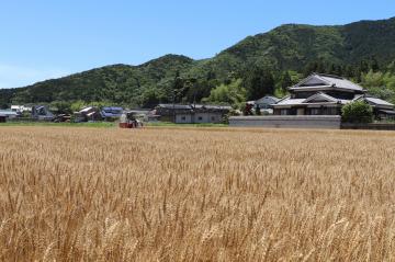 6月7日 小麦の収穫がピークの写真
