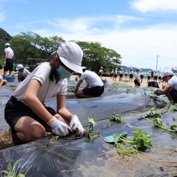 6月17日 寺前小学校 サツマイモ苗の植え付けの写真