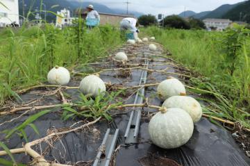 7月31日 銀馬車かぼちゃの収穫の写真