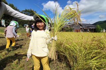 9月14日 神崎保育園 稲刈り体験の写真2