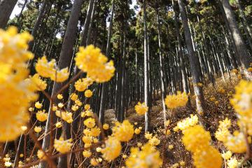3月23日 ミツマタの花がほぼ満開の写真
