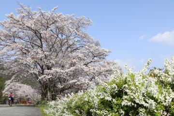 神河町内で桜が満開の写真1
