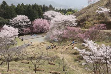 神河町内で桜が満開の写真3