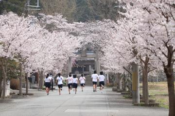 神河町内で桜が満開の写真4