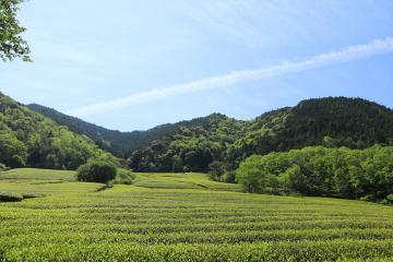 5月6日 茶摘み（茶刈り）作業開始の写真1