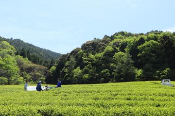 5月6日 茶摘み（茶刈り）作業開始の写真3