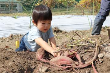 10月5日 1歳児親子活動 サツマイモ掘り体験の写真2