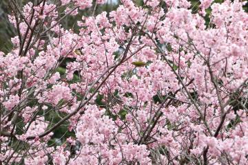 3月21日 かみかわ桜の山 桜華園の写真