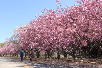 4月17日 加納の八重桜スポットの写真1