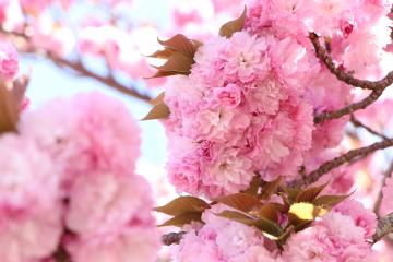 4月17日 加納の八重桜スポットの写真2
