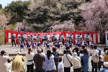 4月10日 桜華園さくらまつりの写真