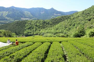 5月6日 新茶収穫スタートの写真1