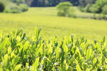 5月6日 新茶収穫スタートの写真2