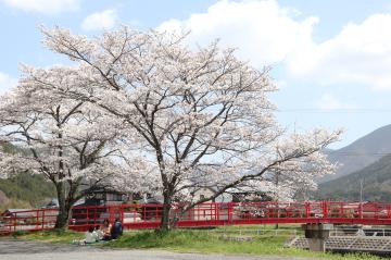 神河町で桜が満開の写真