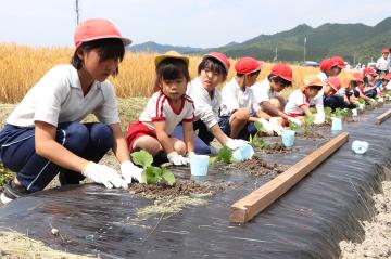 6月2日 神崎幼稚園・小学校 銀馬車かぼちゃの植え付け体験の写真1