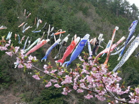 こいのぼり大空遊泳の様子