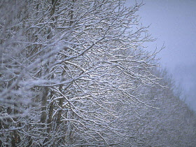 雪の写真