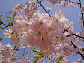 桜の写真