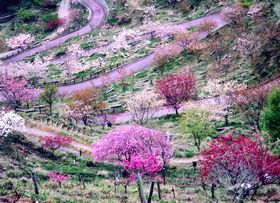 桜華園の写真