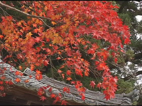 法楽寺の紅葉の様子