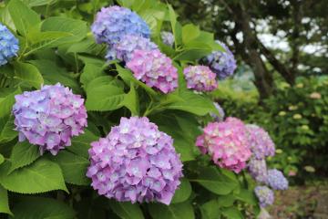 6月12日 猪篠の紫陽花の写真