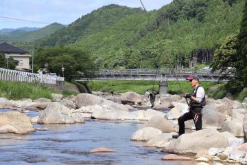 6月16日 越知川・猪篠川アユの友釣り解禁の写真